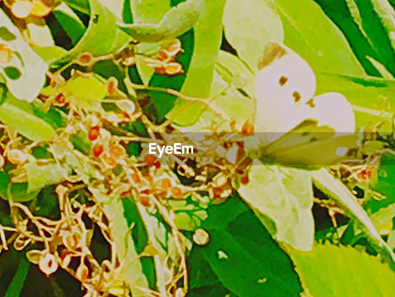 CLOSE-UP OF FRESH GREEN PLANTS