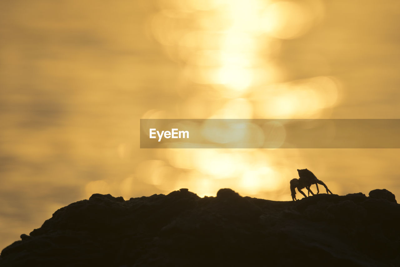 LOW ANGLE VIEW OF SILHOUETTE HORSE AGAINST SKY AT SUNSET