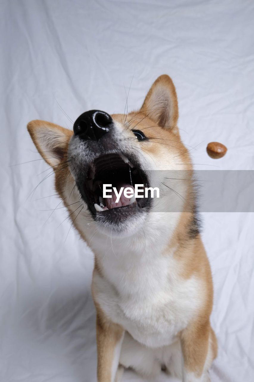 animal, animal themes, one animal, pet, mammal, dog, domestic animals, canine, nose, facial expression, mouth open, animal body part, no people, puppy, portrait, yawning, indoors, sticking out tongue, animal mouth, shiba inu, white