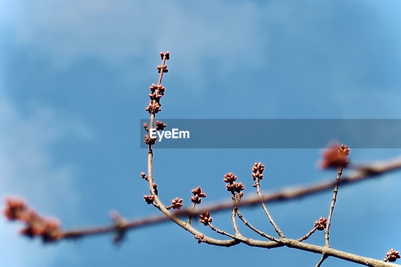 LOW ANGLE VIEW OF FLOWERING TREE AGAINST SKY