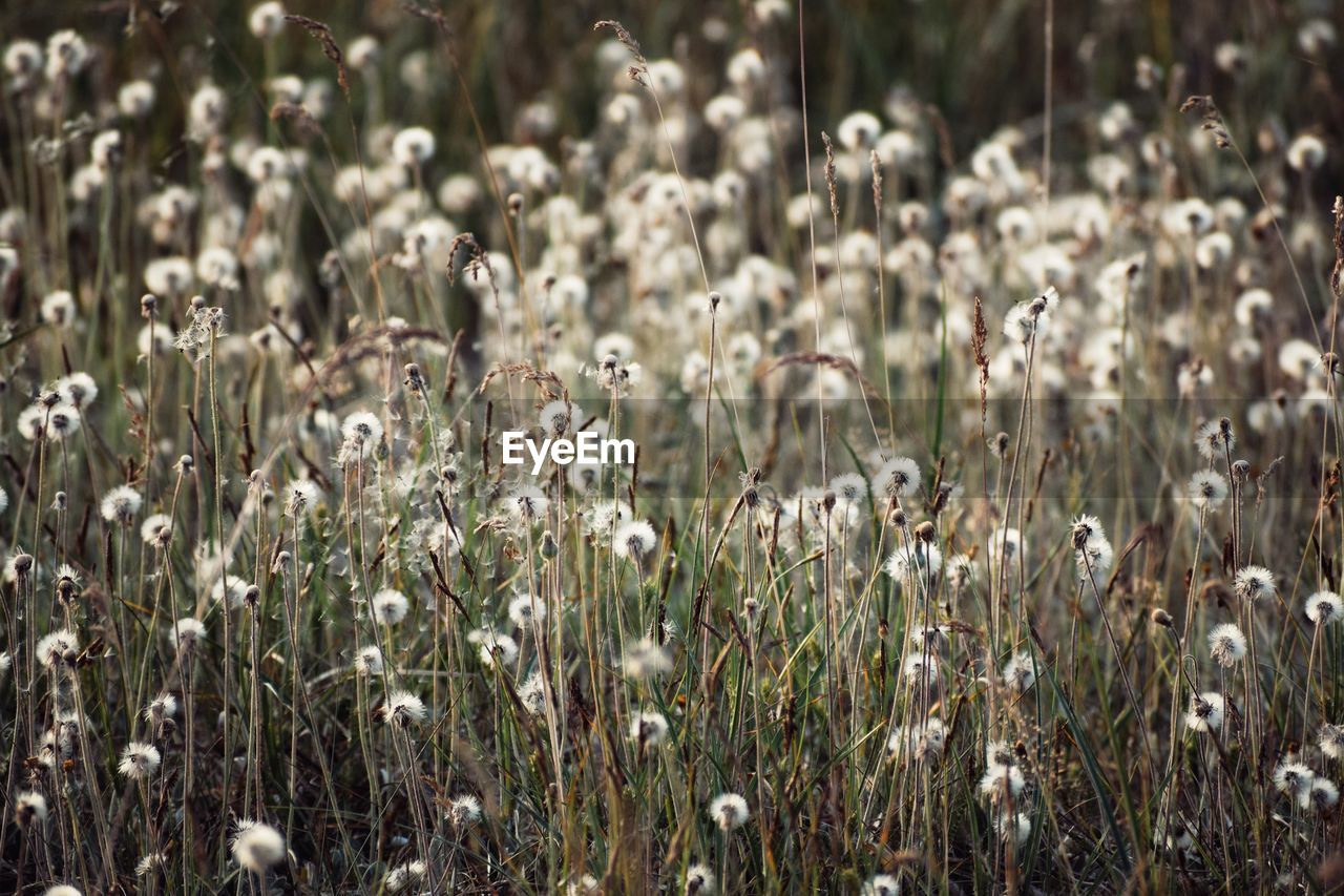 Close-up of flowering plants on field