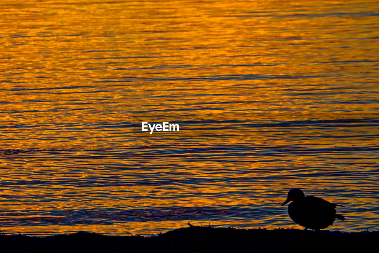 BIRD PERCHING ON LAKE