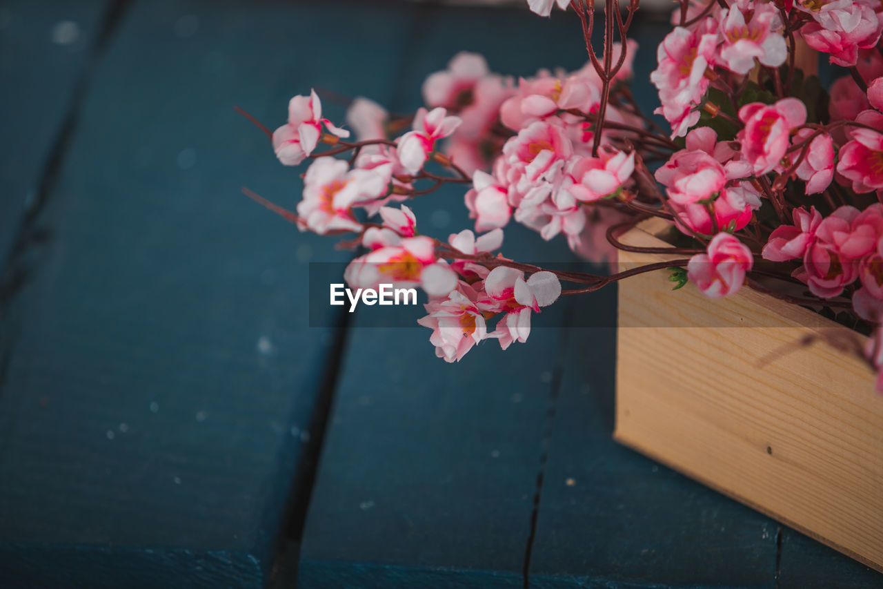 CLOSE-UP OF PINK CHERRY BLOSSOM OUTDOORS