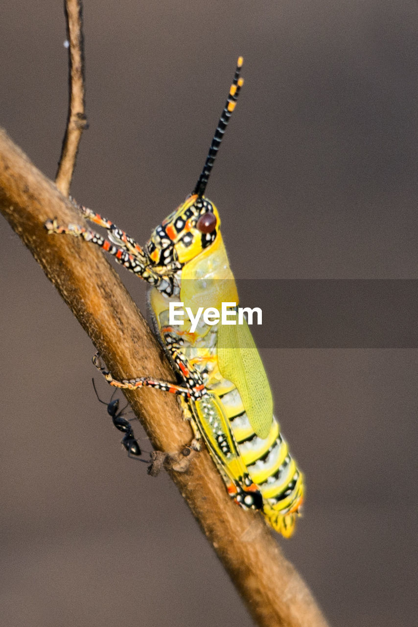Close-up of locust perching on branch