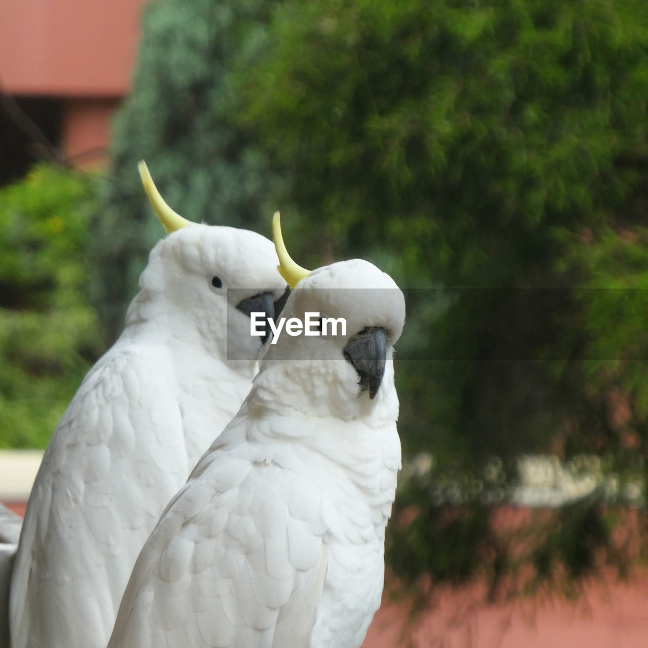 CLOSE-UP OF A PARROT