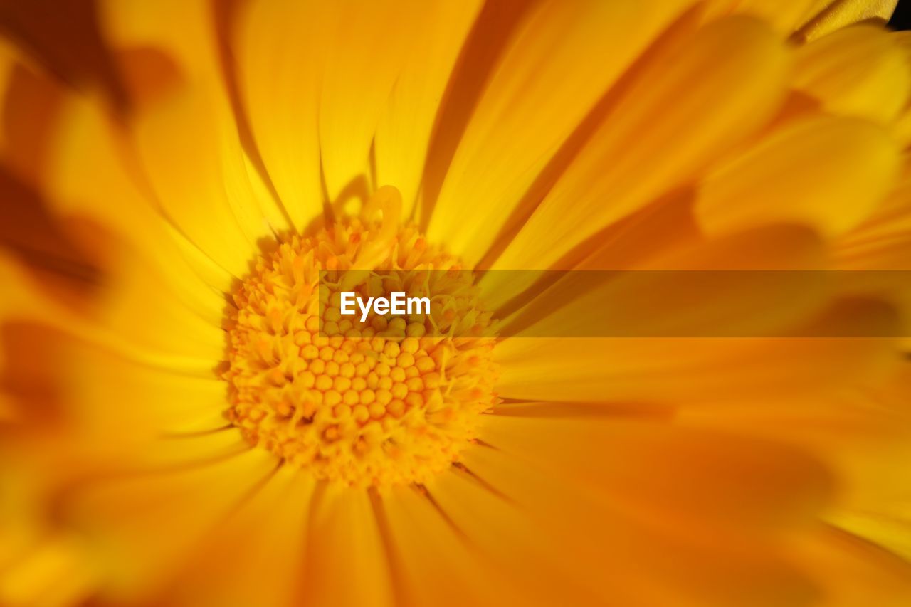 Close-up of yellow flower pollen