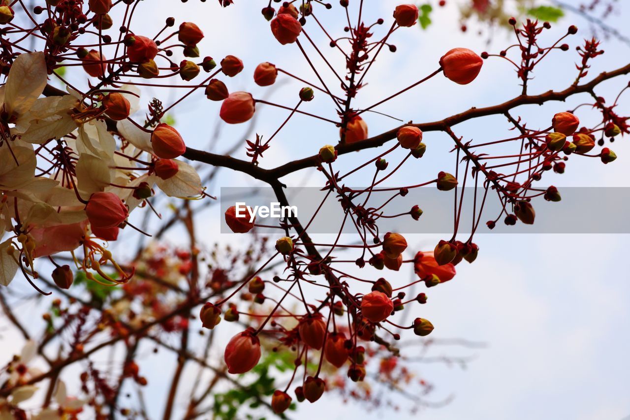 Low angle view of cherry tree against sky