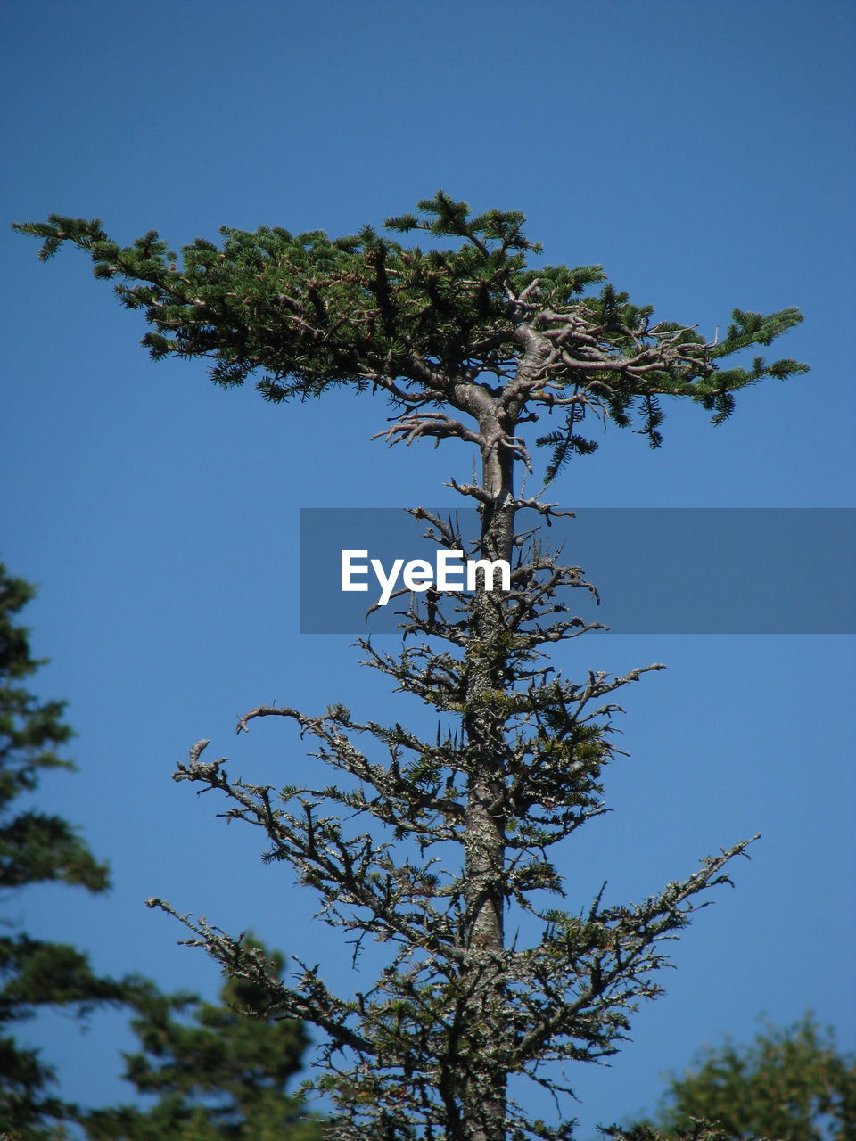 LOW ANGLE VIEW OF TREE AGAINST BLUE SKY