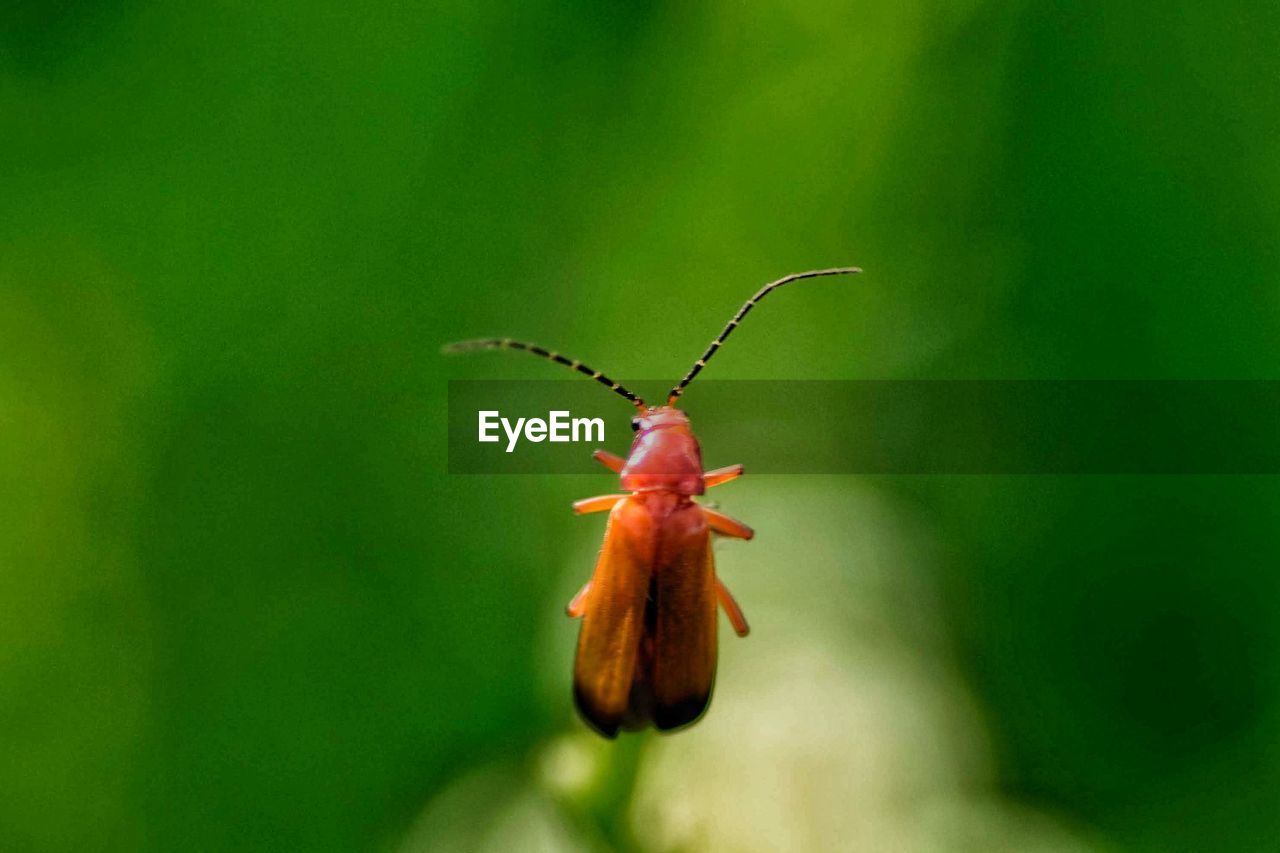 Close-up of insect on flower