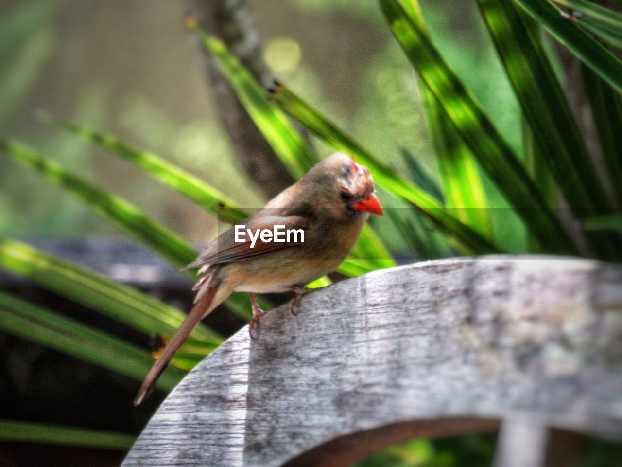 CLOSE-UP OF A BIRD PERCHING ON WOOD