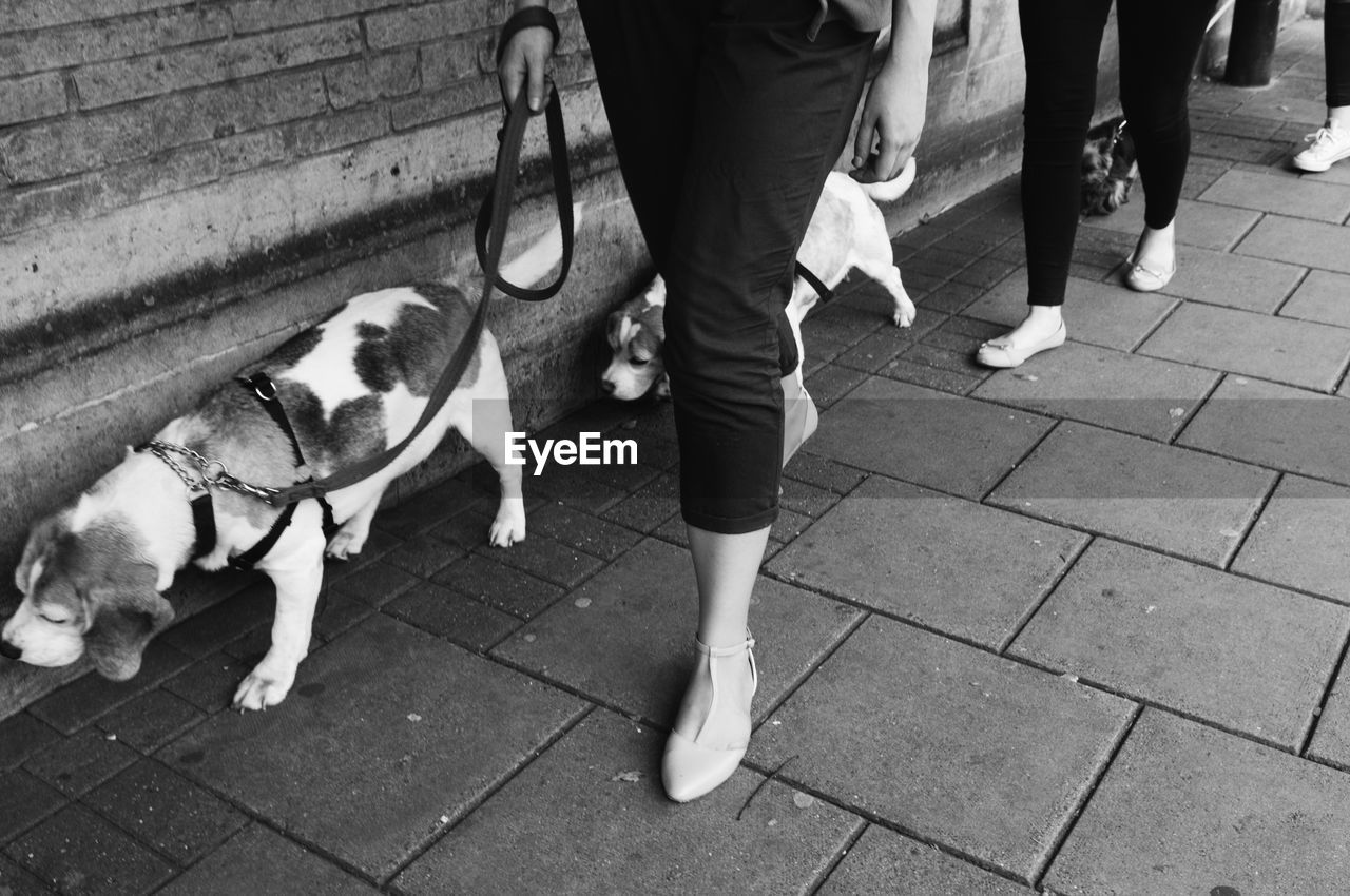 Women with dogs walking on street