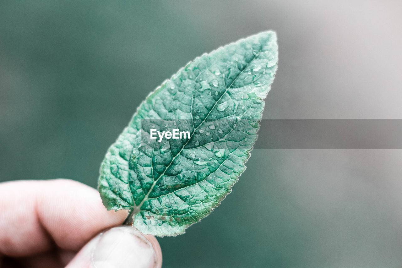 Close-up of hand holding leaf