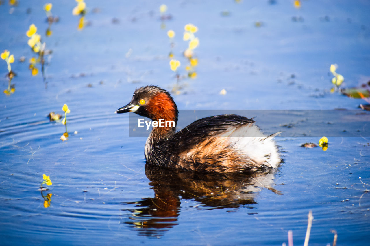 DUCK SWIMMING ON LAKE