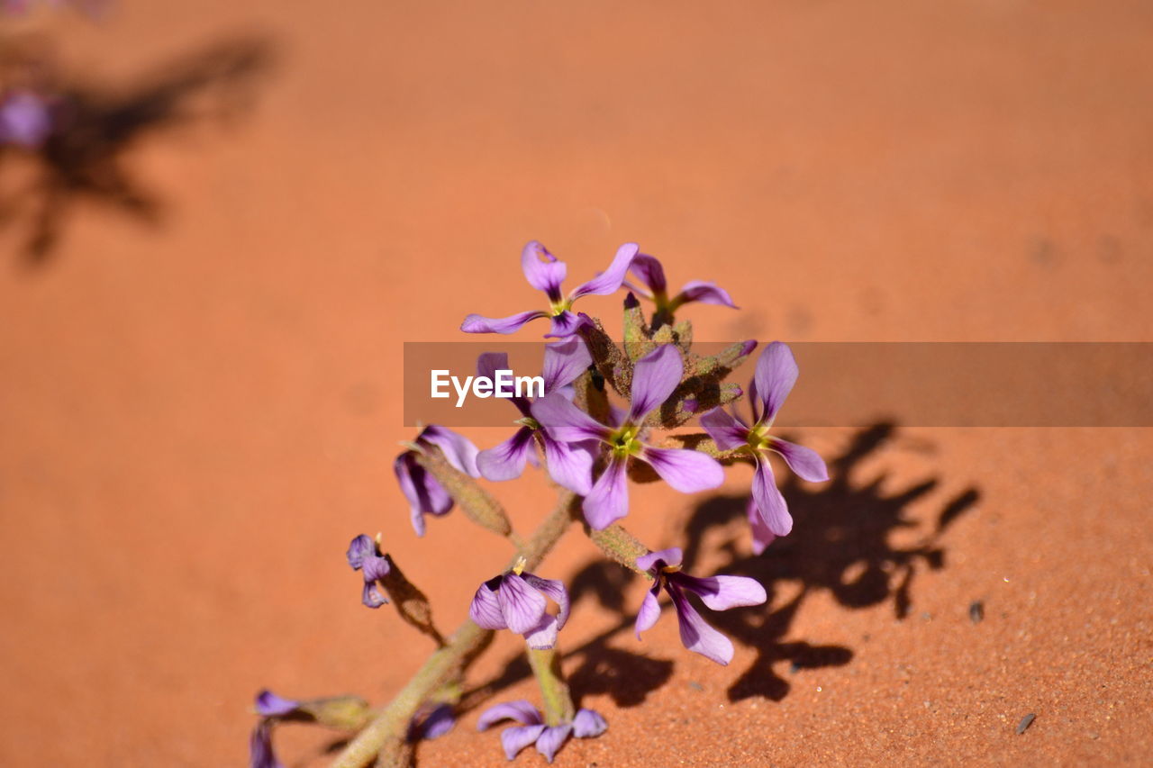 Close-up of flower on sand