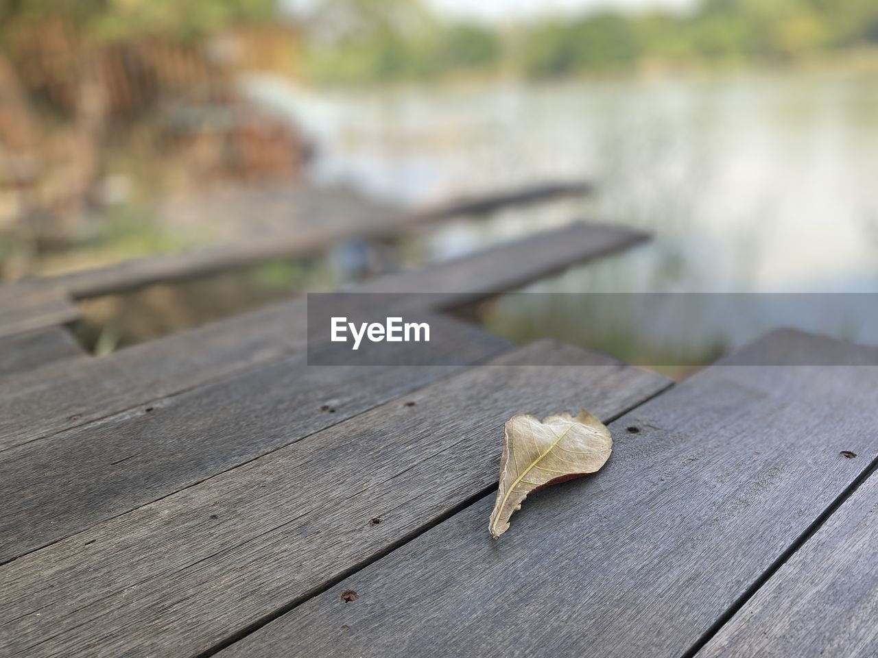 CLOSE-UP OF DRY LEAF ON TABLE