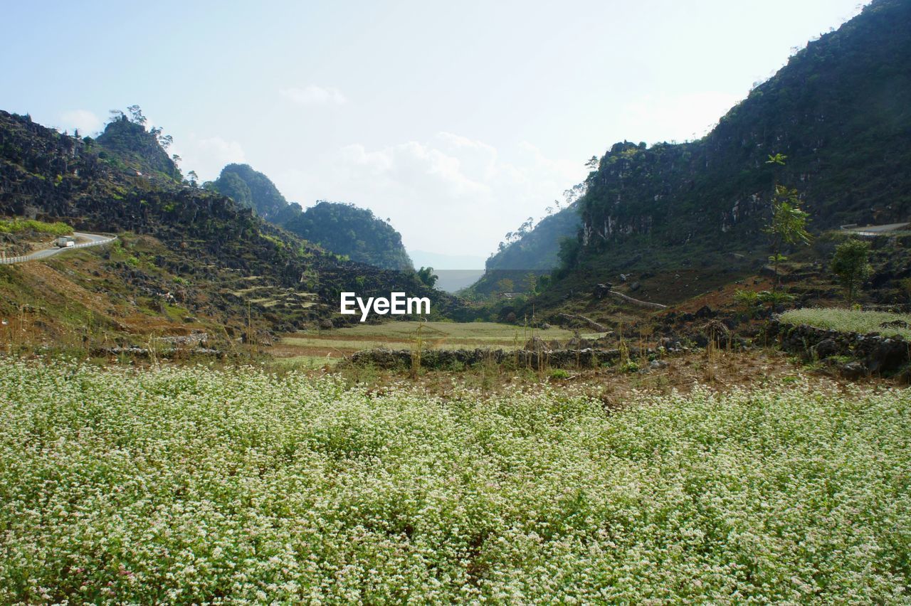 Scenic view of field against sky