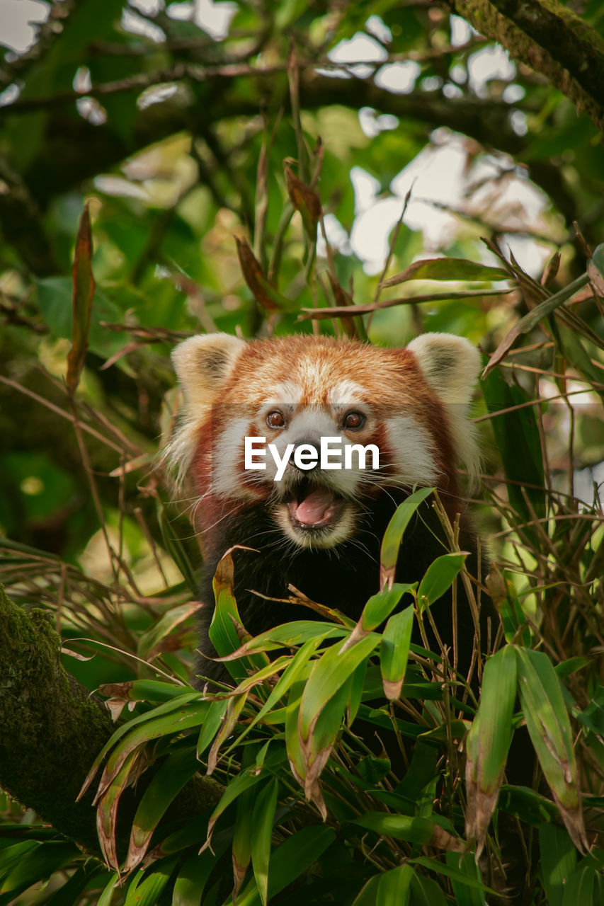 Red panda in tree