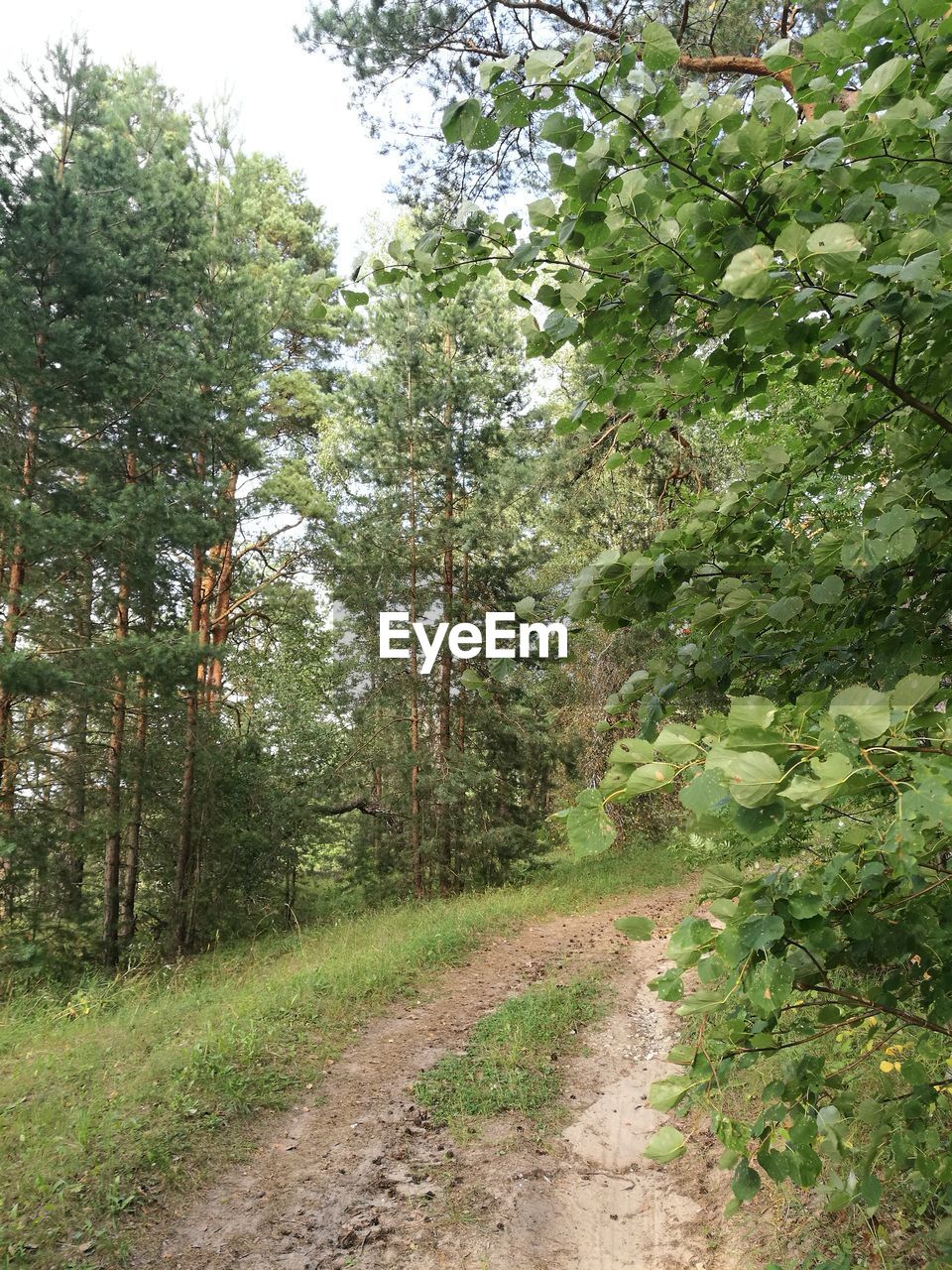 FOOTPATH AMIDST TREES IN FOREST