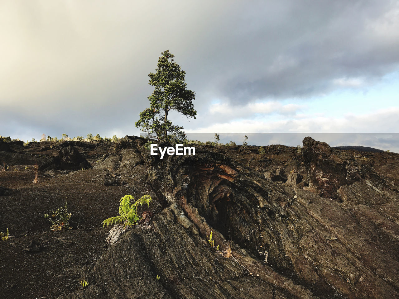 Plants growing on land against sky