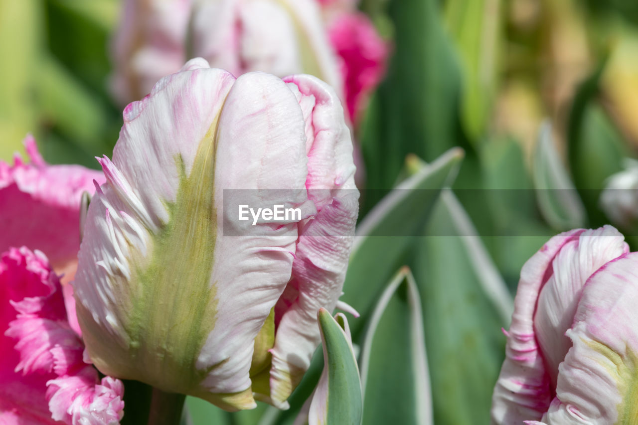 Close up of a pink and white garden tulip  in bloom