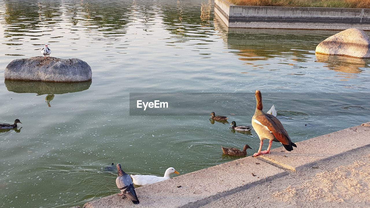 HIGH ANGLE VIEW OF BIRD PERCHING ON LAKE