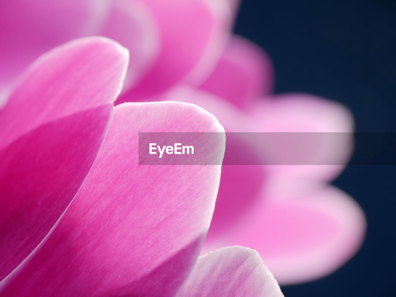 Closeup of cyclamen flower petals shot over dark blue background