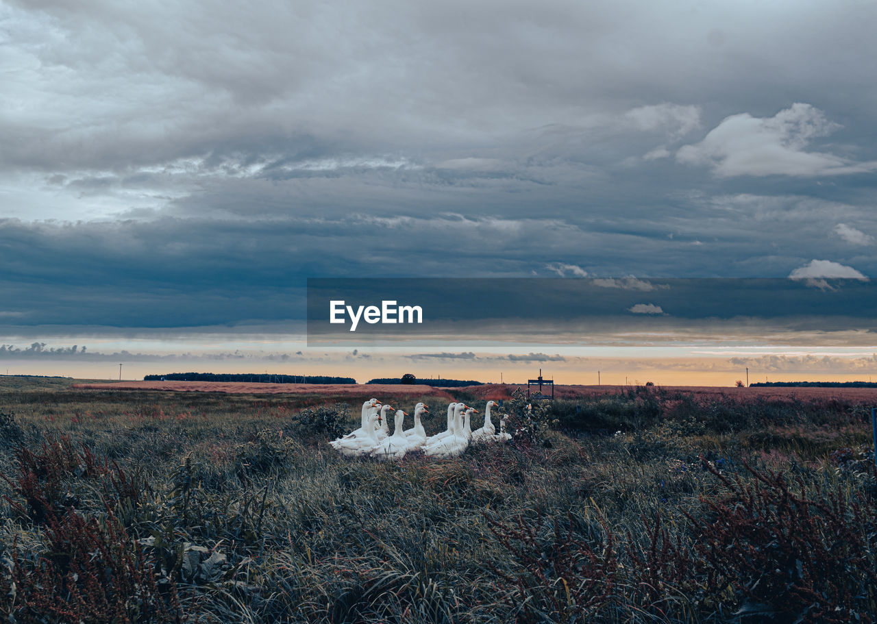 Scenic view of landscape against sky during sunset