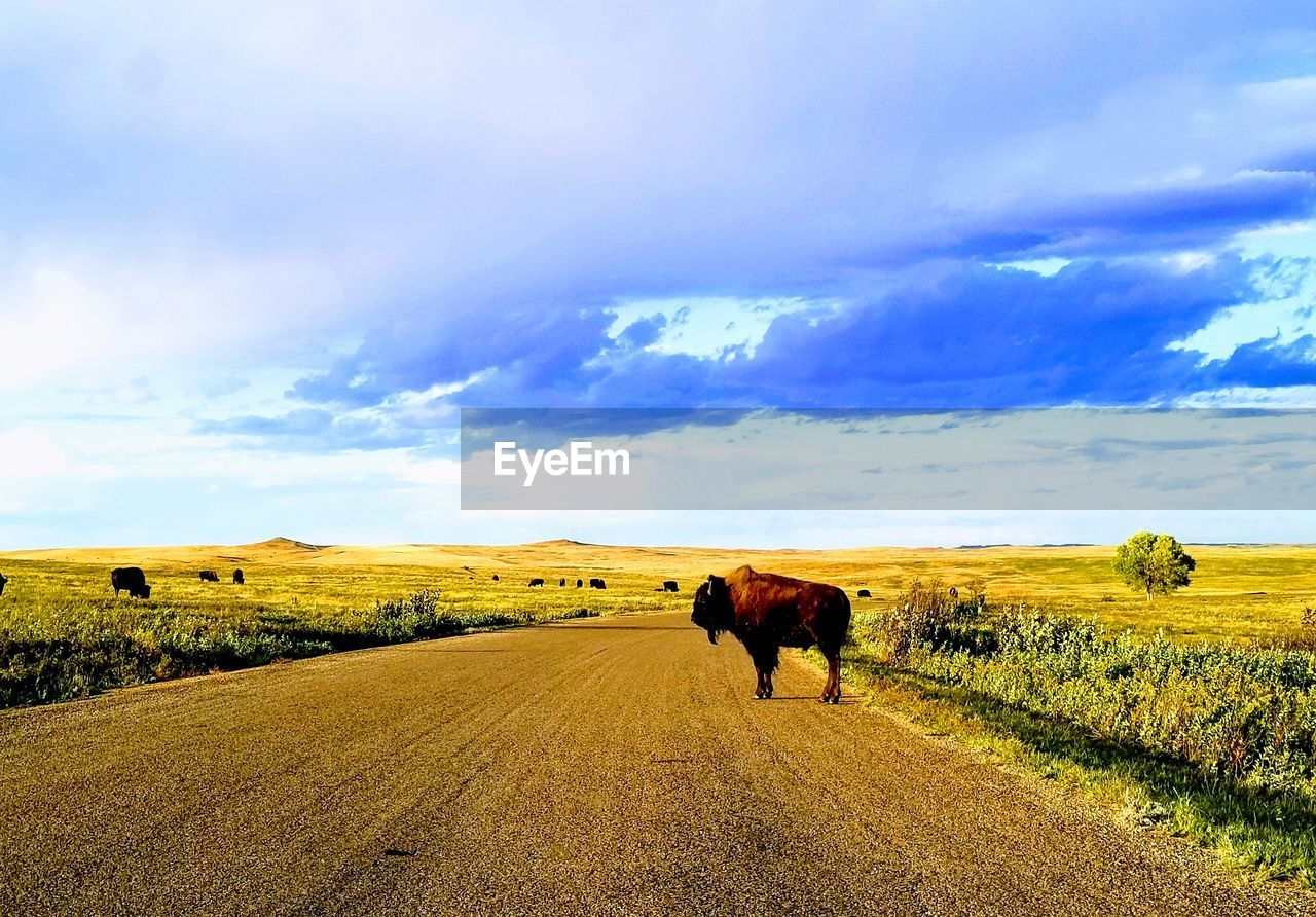 VIEW OF HORSES ON ROAD