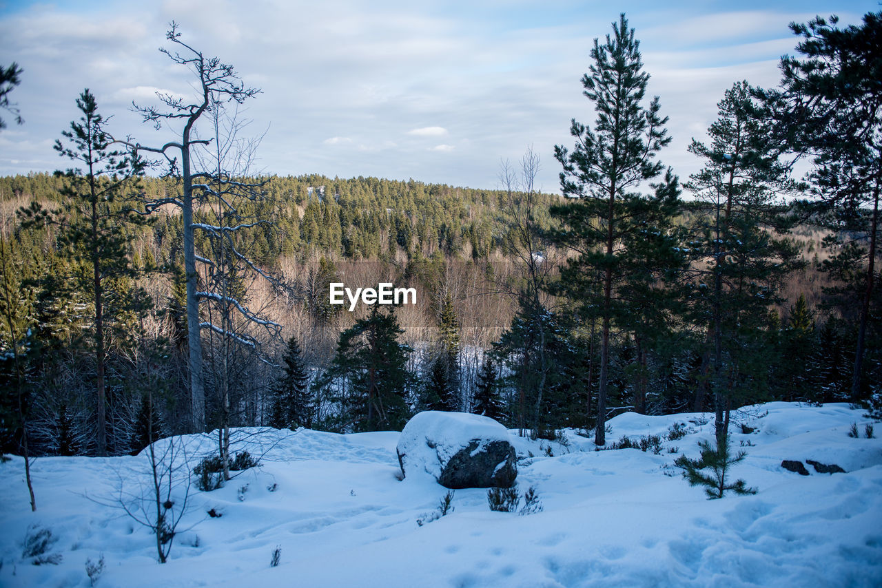 Trees on snow covered landscape against sky