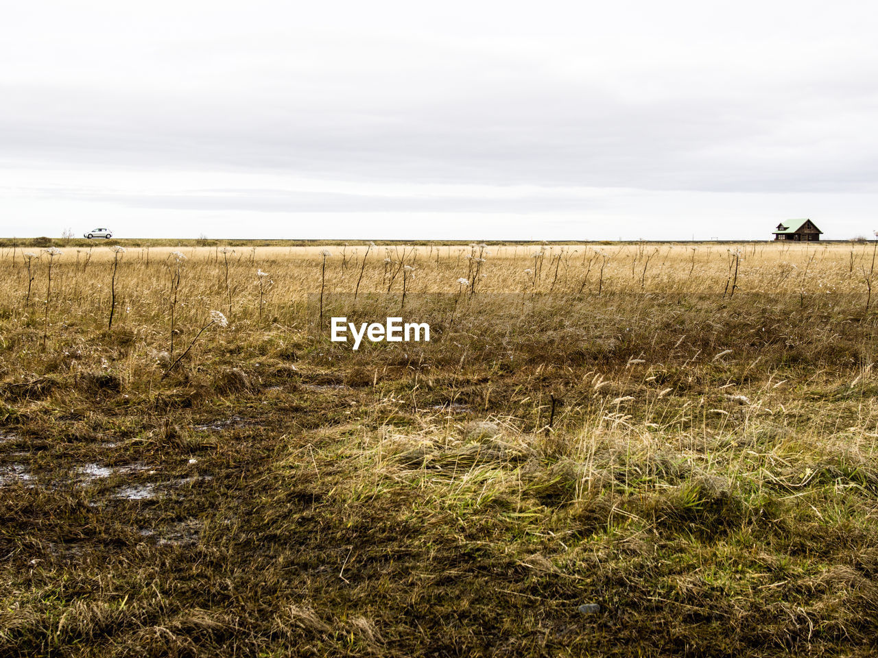 FIELD AGAINST SKY