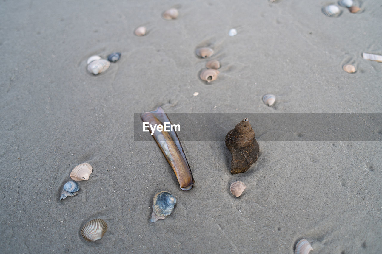 beach, sand, land, no people, nature, high angle view, shell, day, wet, outdoors, seashell, water, animal shell, animal wildlife, sea, close-up