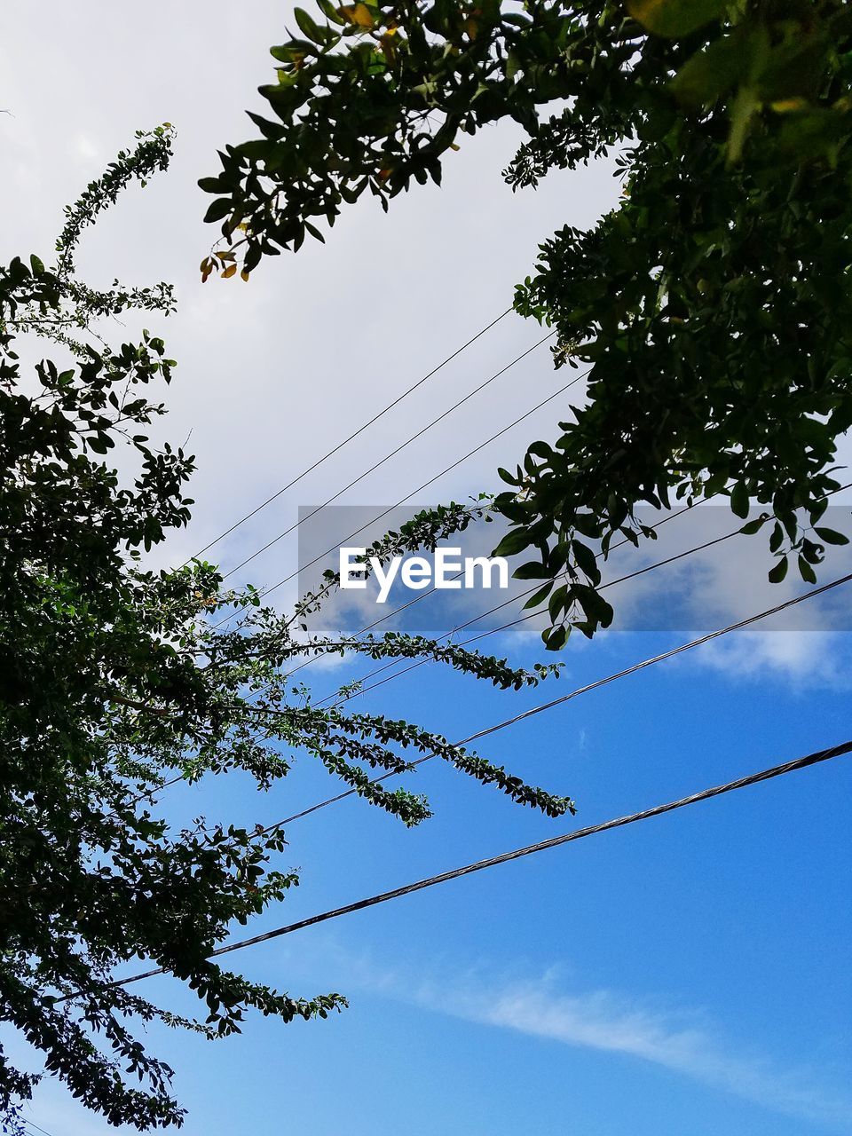 LOW ANGLE VIEW OF TREES AGAINST SKY