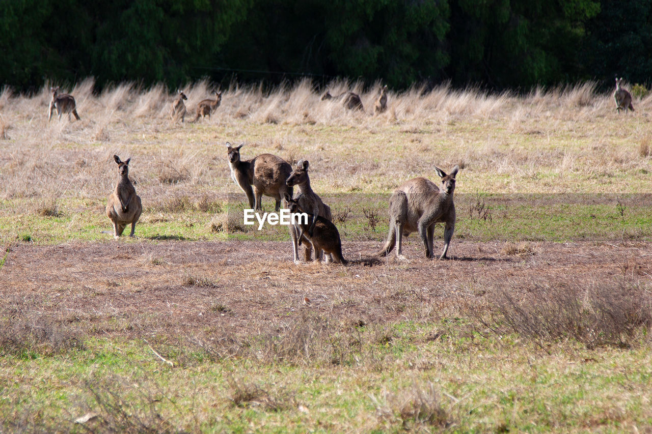 Wild kangaroos in a field