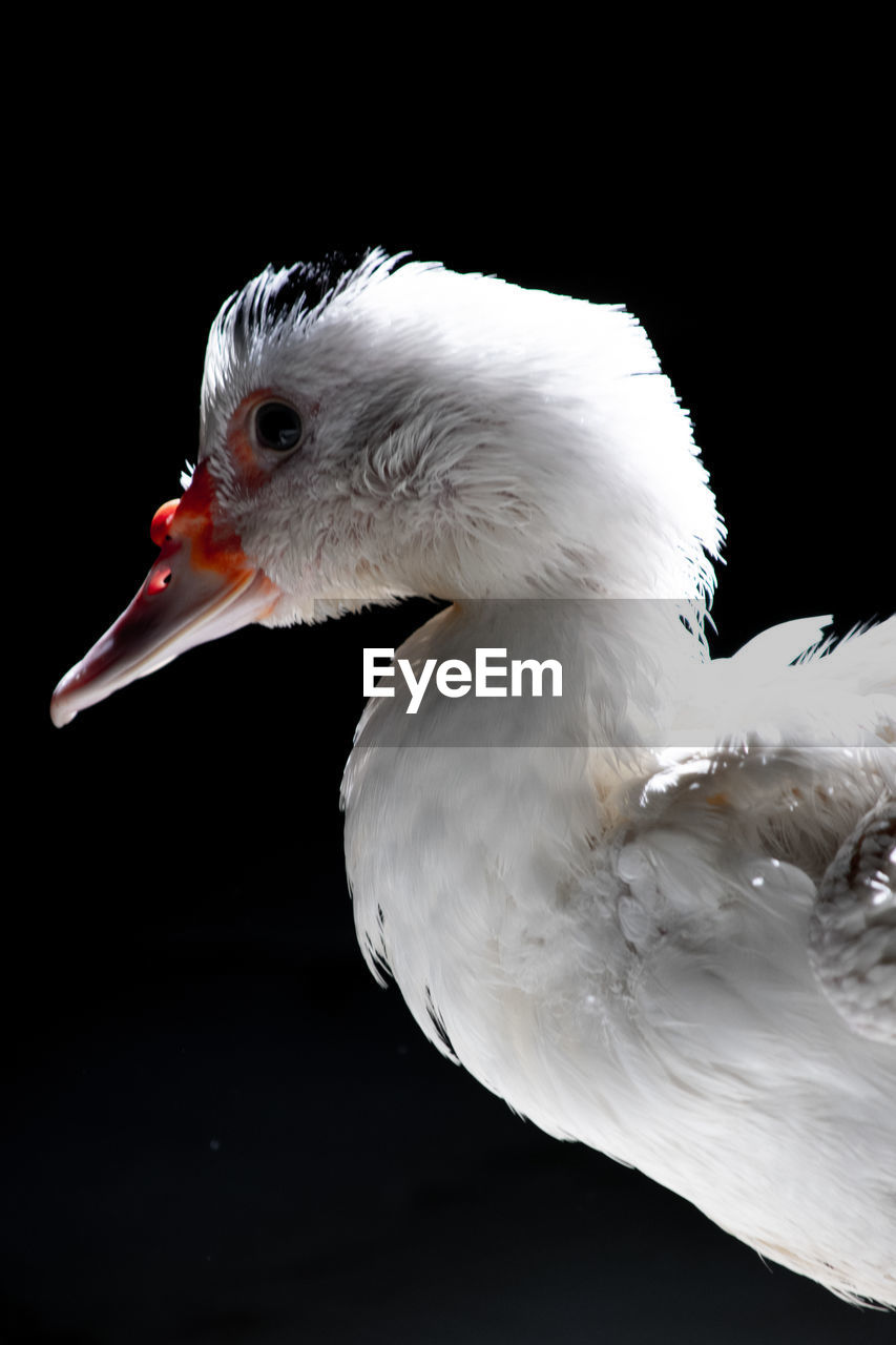 CLOSE-UP OF SEAGULL