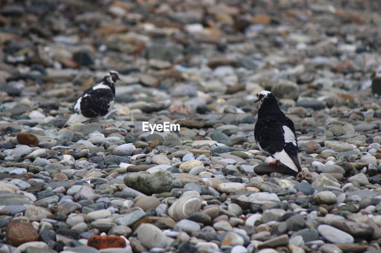 Close-up of bird on pebbles