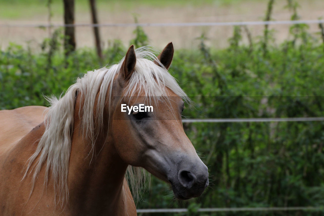 Close-up of horse on field