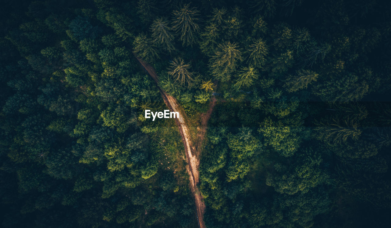 High angle view of foliage