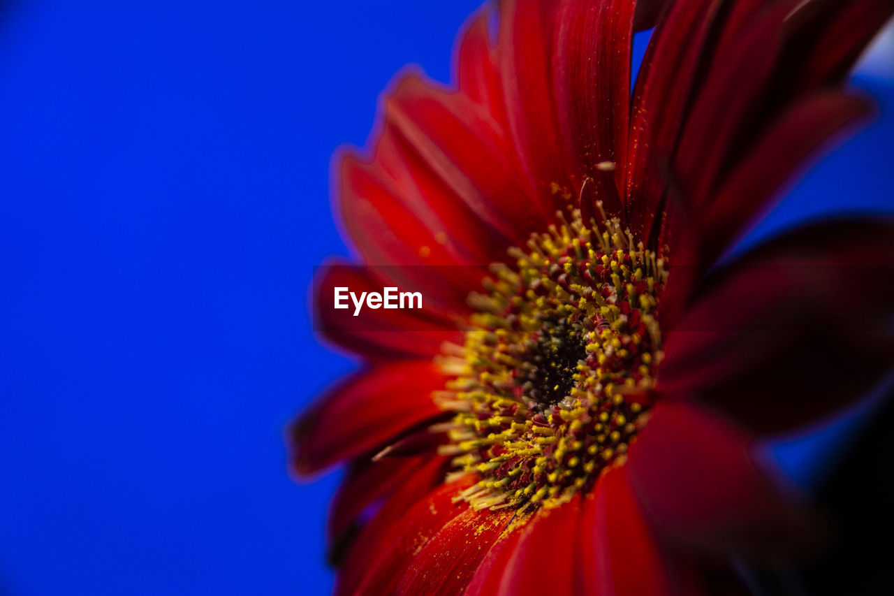 CLOSE-UP OF RED BLUE FLOWER AGAINST CLEAR SKY