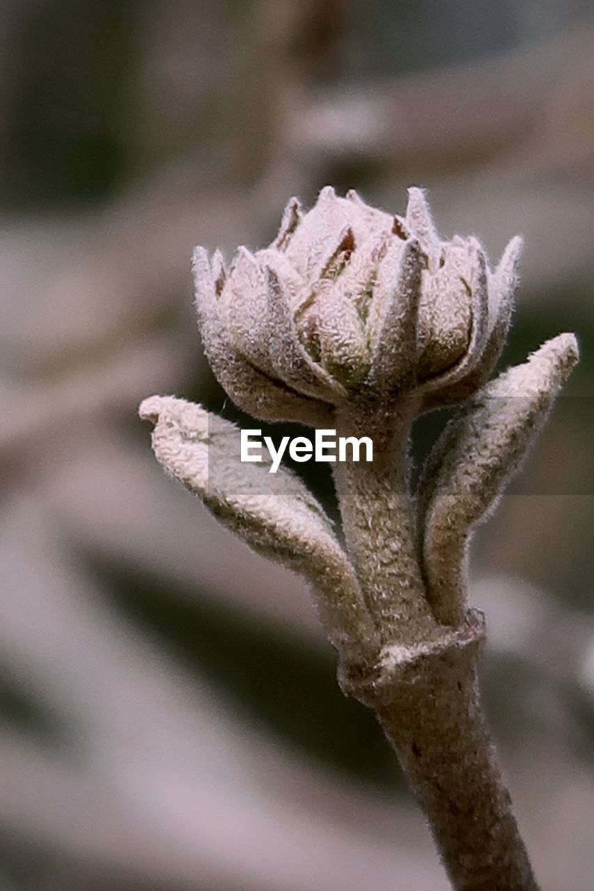 Close-up of frost on plant