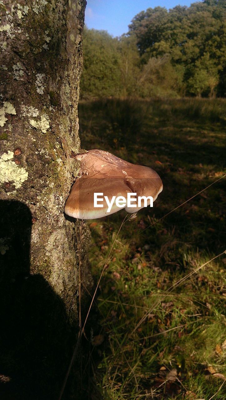 CLOSE-UP OF TREE TRUNK IN FOREST