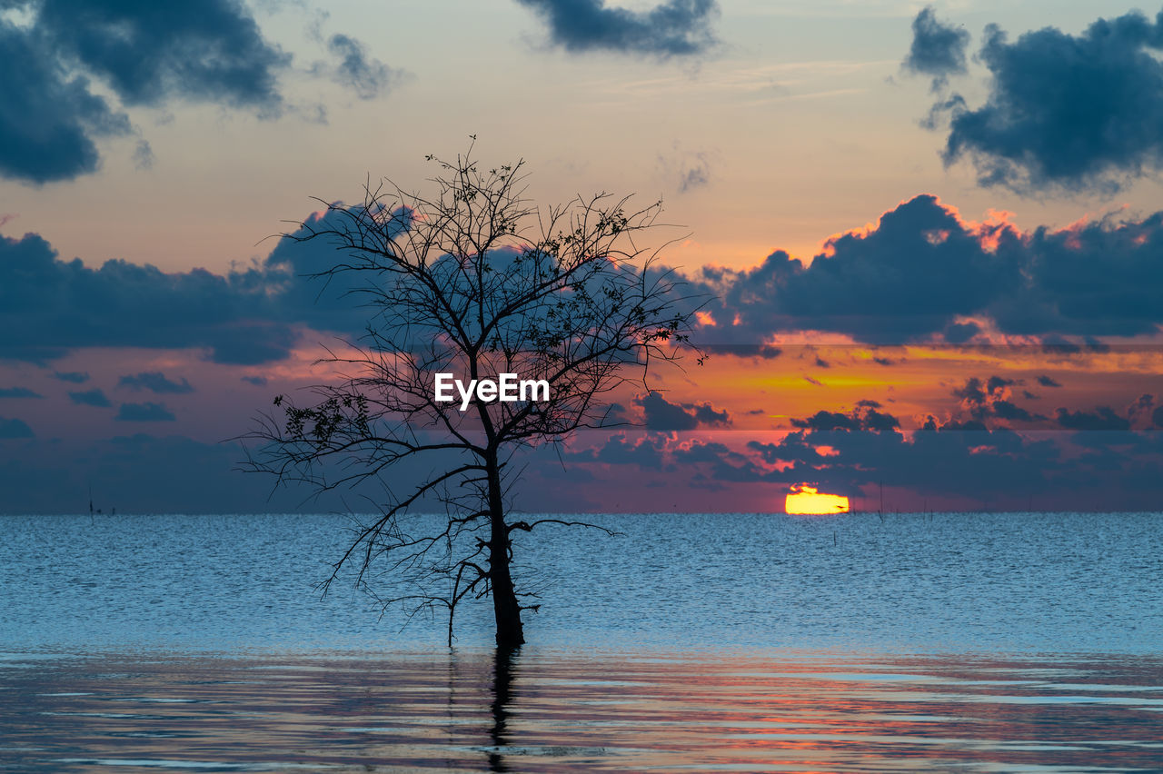Lonely of mangrove tree in lake with sunrise at pakpra, phatthalung, thailand