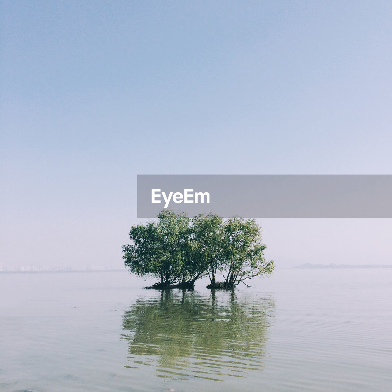 Tree by lake against clear sky