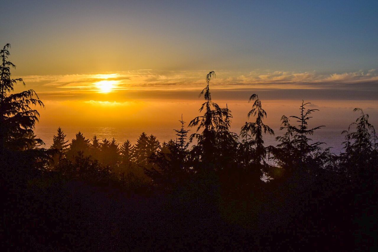 Silhouette trees against sky during sunrise