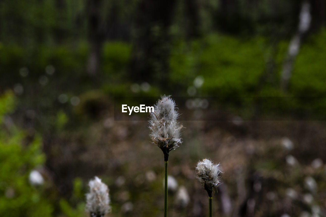 CLOSE-UP OF DANDELION FLOWER GROWING ON FIELD