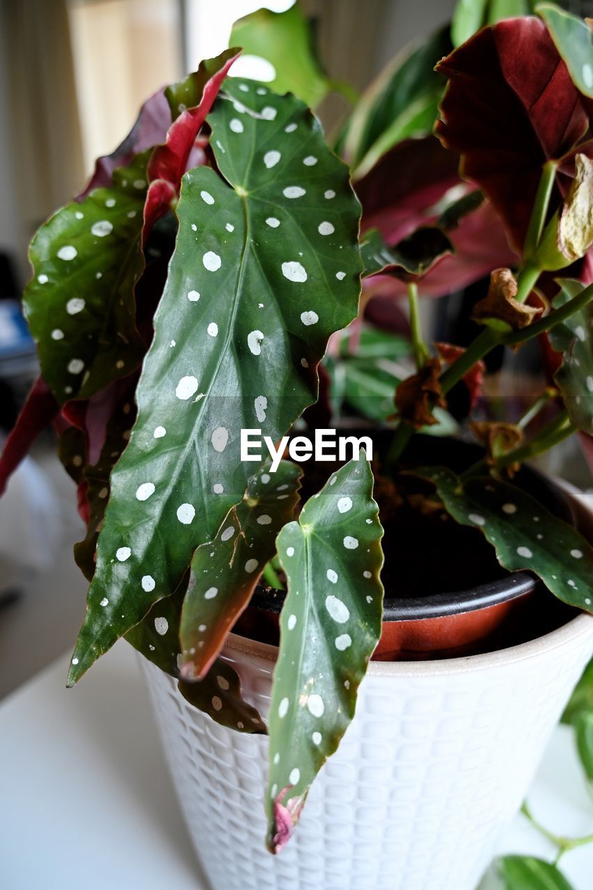 CLOSE-UP OF WET PLANT