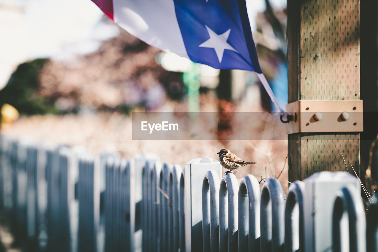 Close-up of flags hanging on fence