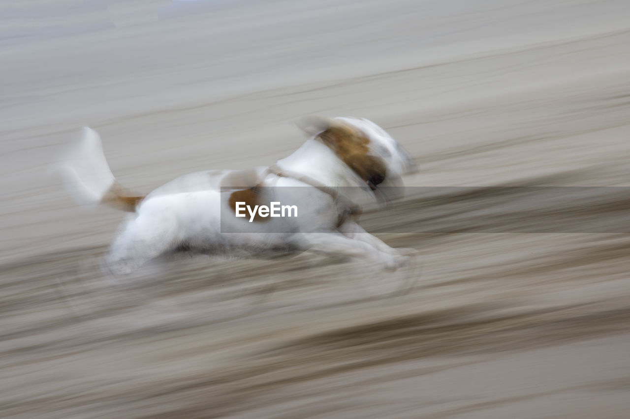 HIGH ANGLE VIEW OF DOG IN A WATER