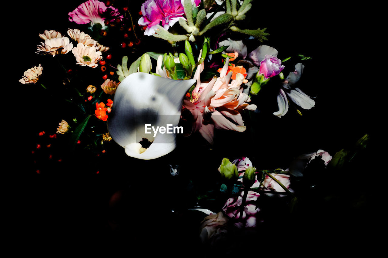 CLOSE-UP OF FLOWERS AGAINST BLURRED BACKGROUND