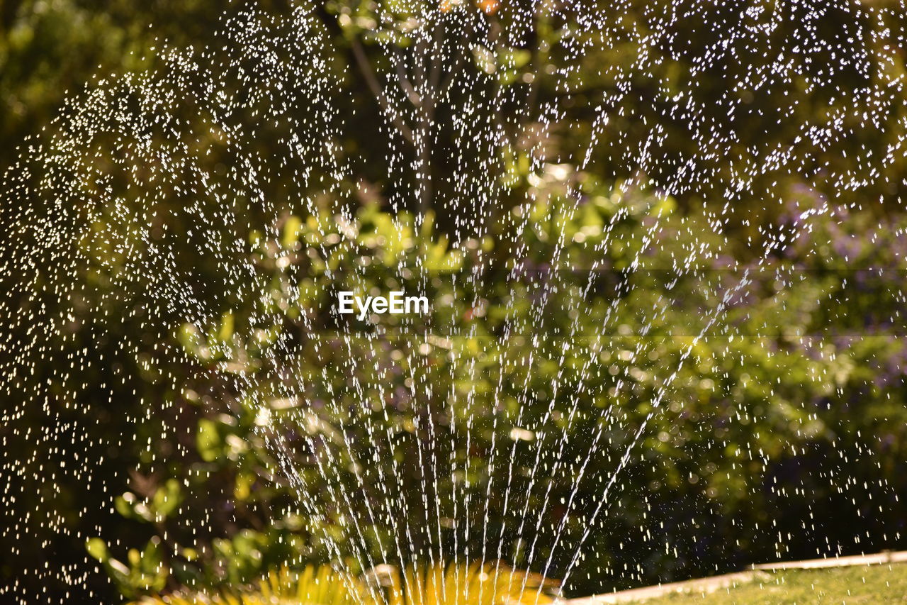 CLOSE-UP OF DROPS ON TREE