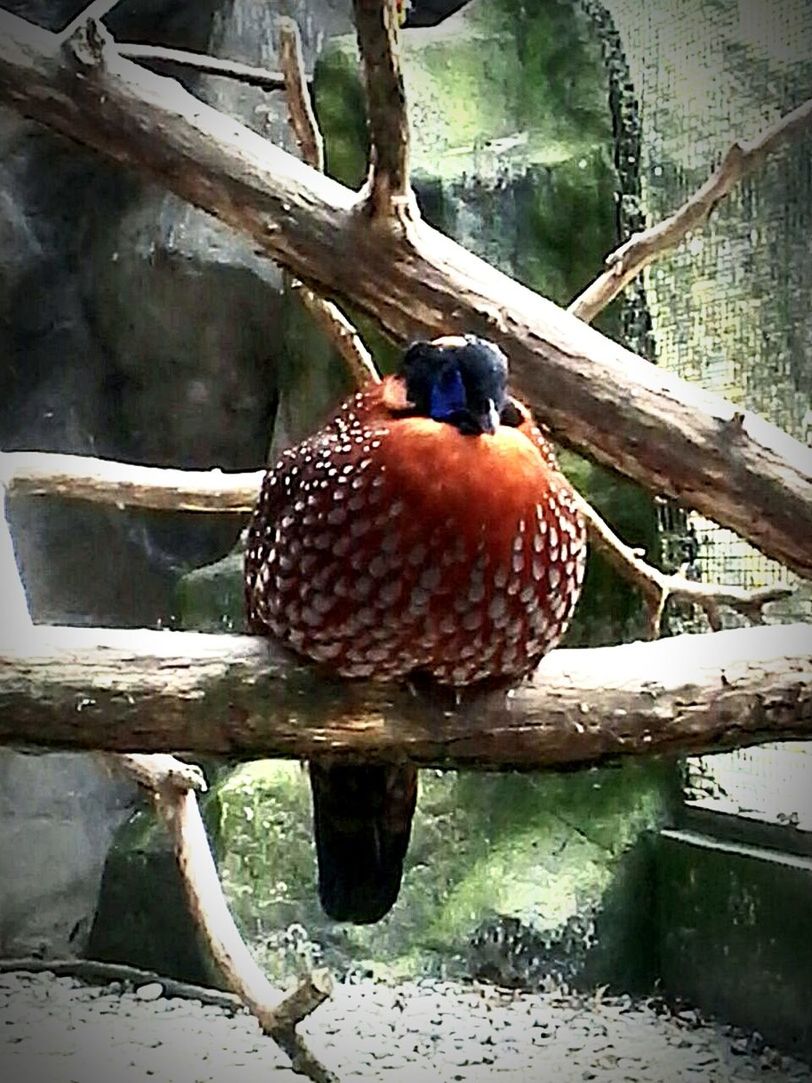 CLOSE-UP OF BIRD PERCHING ON BRANCH AT LAKE